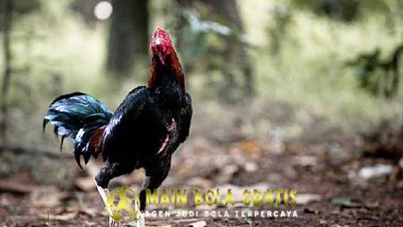 Alasan Mengapa Ayam Bangkok Menjadi Kurus dan Tidak Gemuk