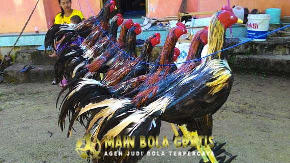 Latihan Rutin Harian Ayam Bangkok Aduan Yang Benar dan Tepat