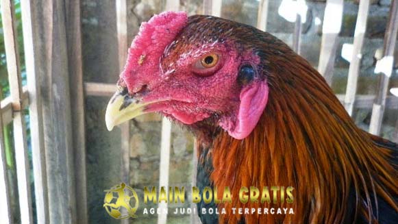 Mengobati Penyakit Kuning Pada Ayam Bangkok Dijamin Cepat Sembuh