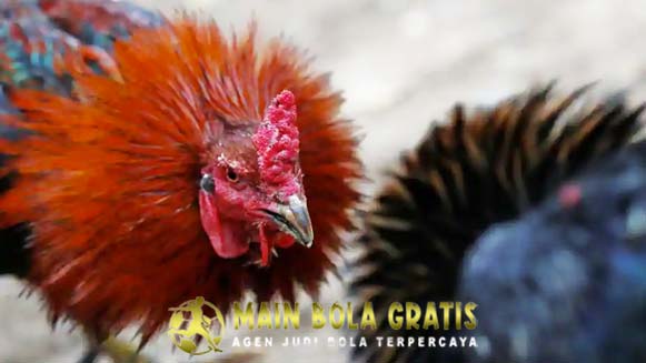 Kenali Faktor Penting Memilih Ayam Petarung Dengan Benar