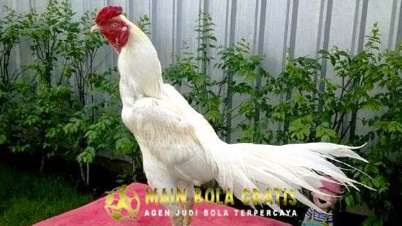 Mitos Menarik Ayam Kinantan Putih Paling Ditakuti Bobotoh