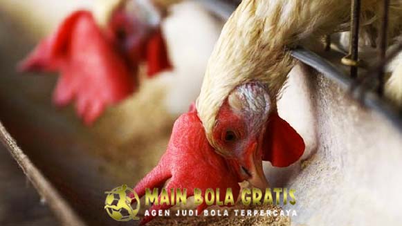 Alasan Utama Mengapa Ayam Aduan Tidak Mau Makan