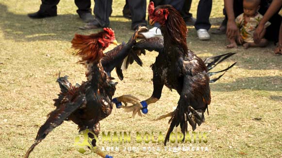 Ciri Ayam Bangkok Aduan Pukul Terbang Paling Mematikan