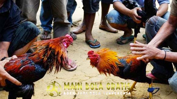 Tips Merawat Ayam Petarung Versi Bobotoh Asli Thailand