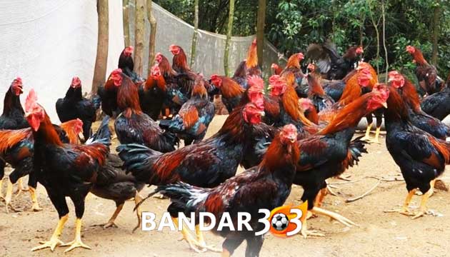 Cara Tepat Melakukan Breeding Ayam Bangkok Terbaik