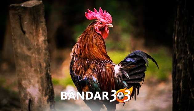 Pengertian dan Jenis Katuranggan Ayam Bangkok Aduan