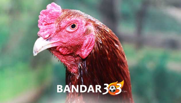 Ciri Utama Mata dan Kepala Ayam Bangkok Paling Mematikan
