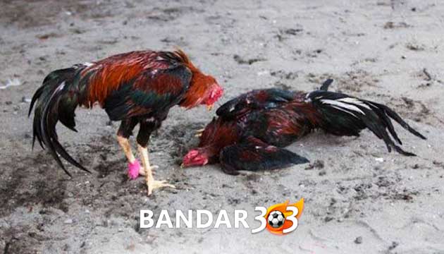 Tips Mudah Obati Pukulan Saraf Ayam Bangkok Aduan